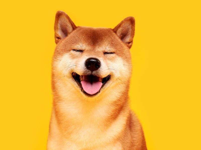 SHIB Surges 20%, DOGE up 5% as Traders Continue to Ape Into Meme Coins