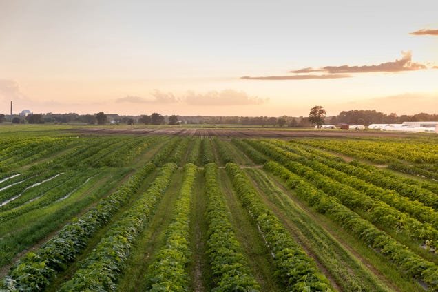 Regenerative farming links soil health to human health