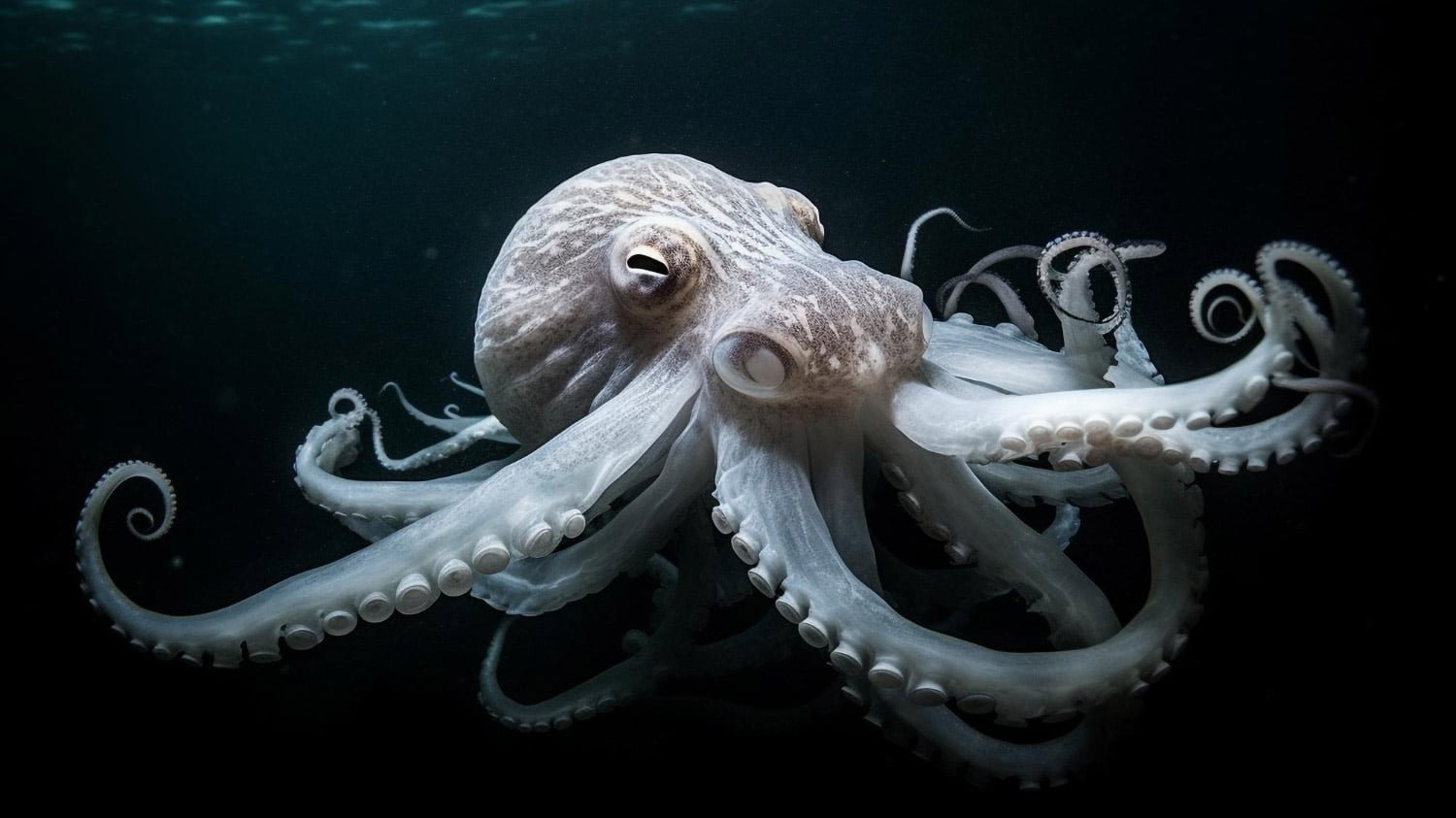 Octopus sleep is surprisingly related to folks, see